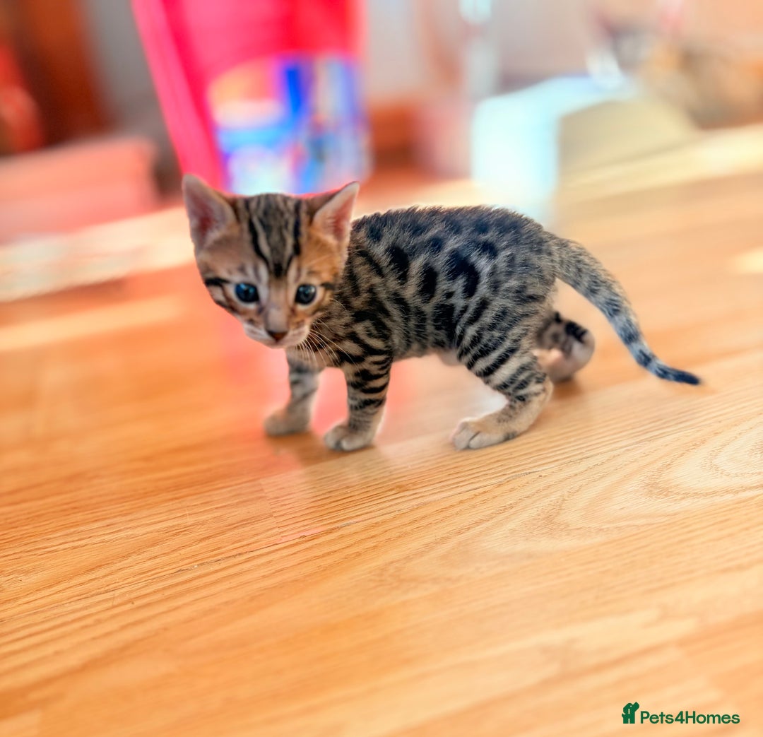 Bengal cats for sale: 1 Stunning Pedigree Bengal kitten - Image 3