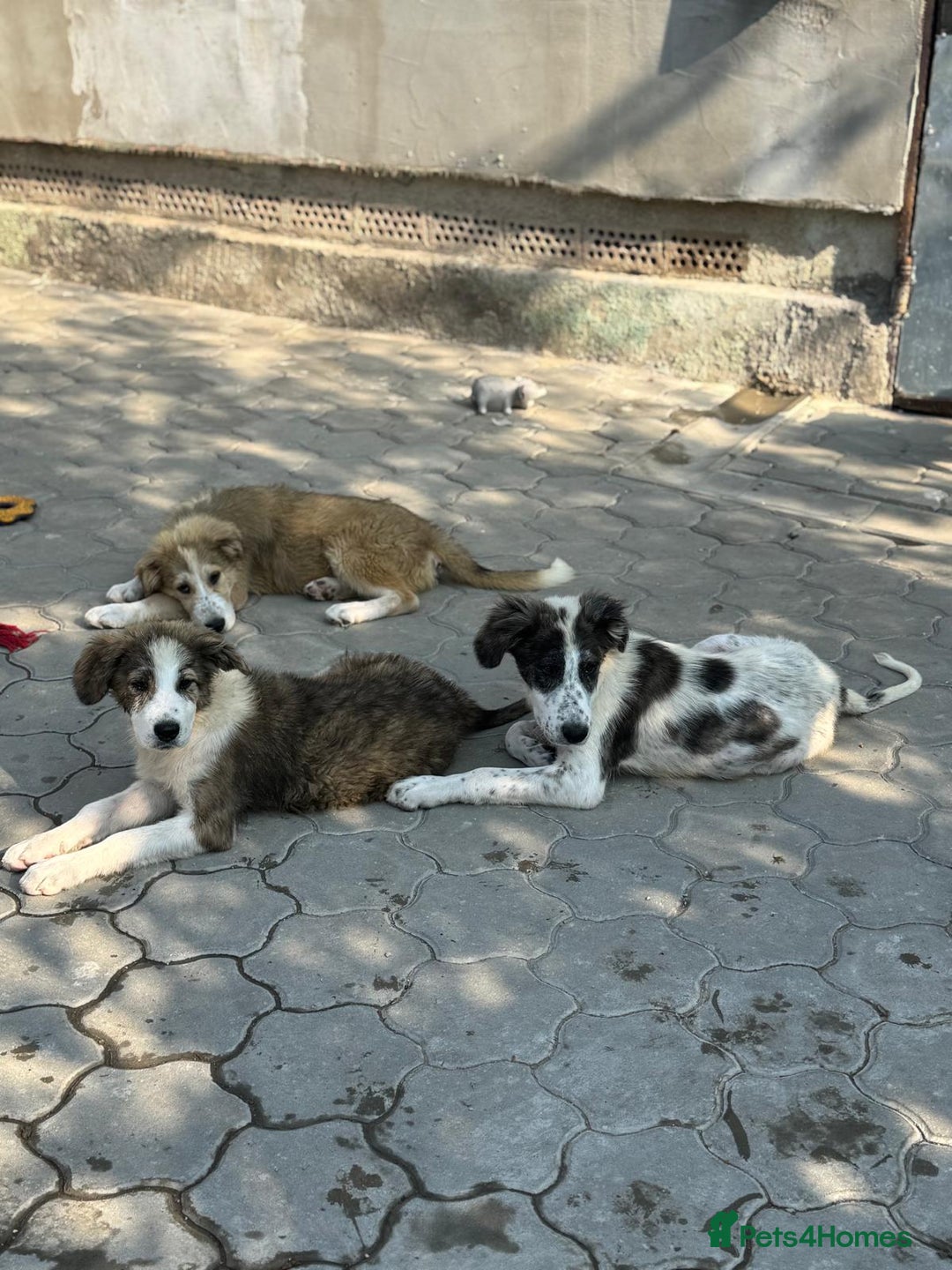 Mixed Breed dogs for adoption: ODIN, a superb young boy - for a Loving Home - Image 17