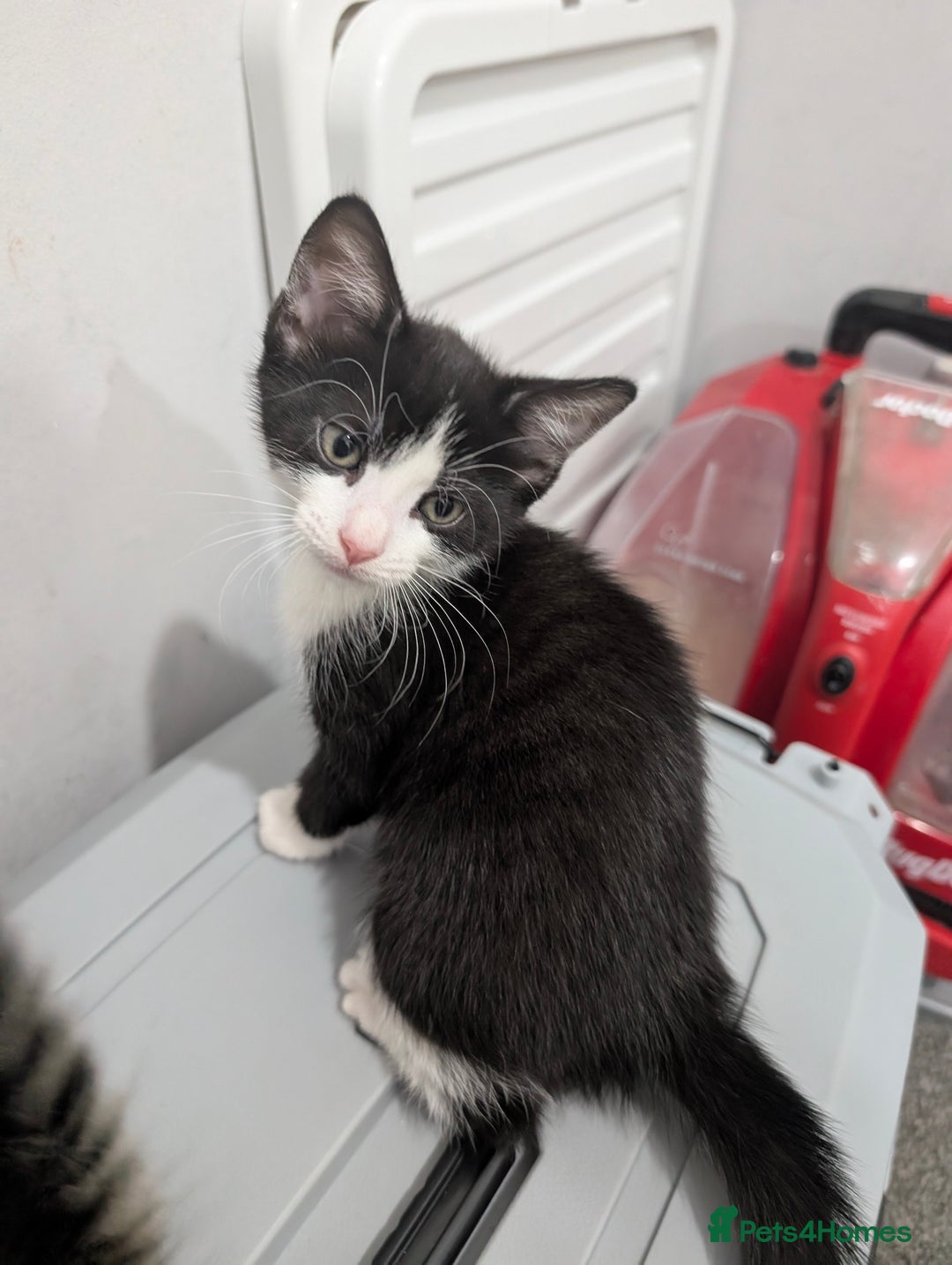 Mixed Breed cats for sale: Ready now - Image 10
