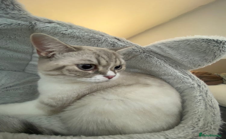 British Shorthair cats - Advert 14