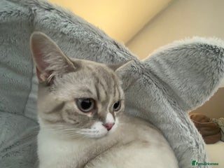 British Shorthair cats - Advert 26