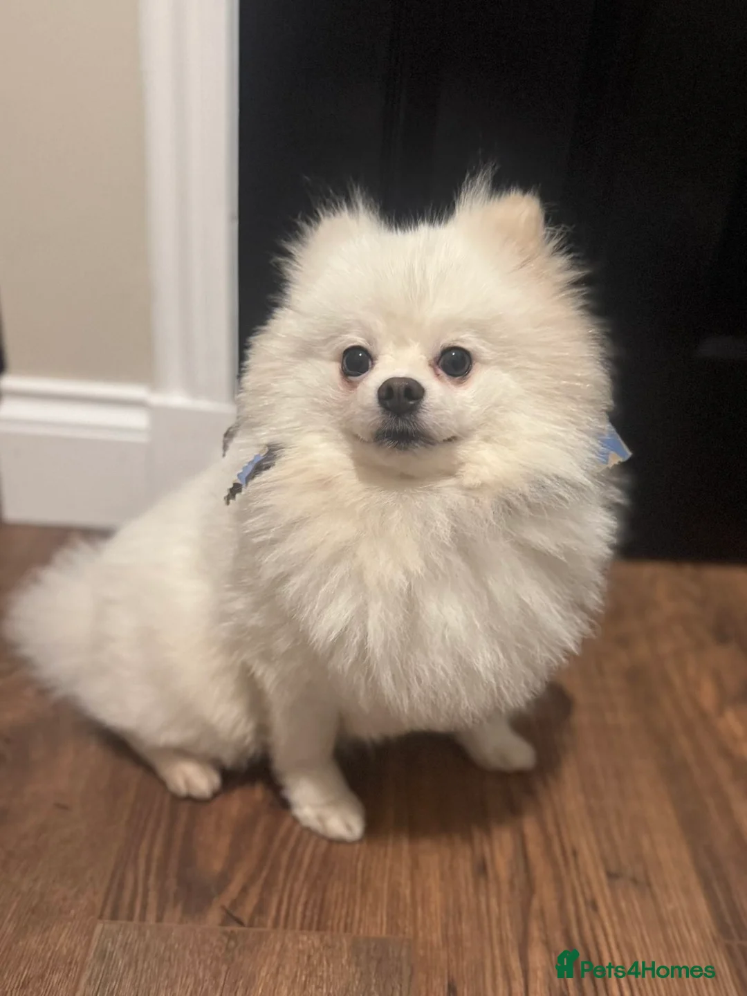 Pomeranian dogs for stud: Pomeranian stud dog  - Advert 1