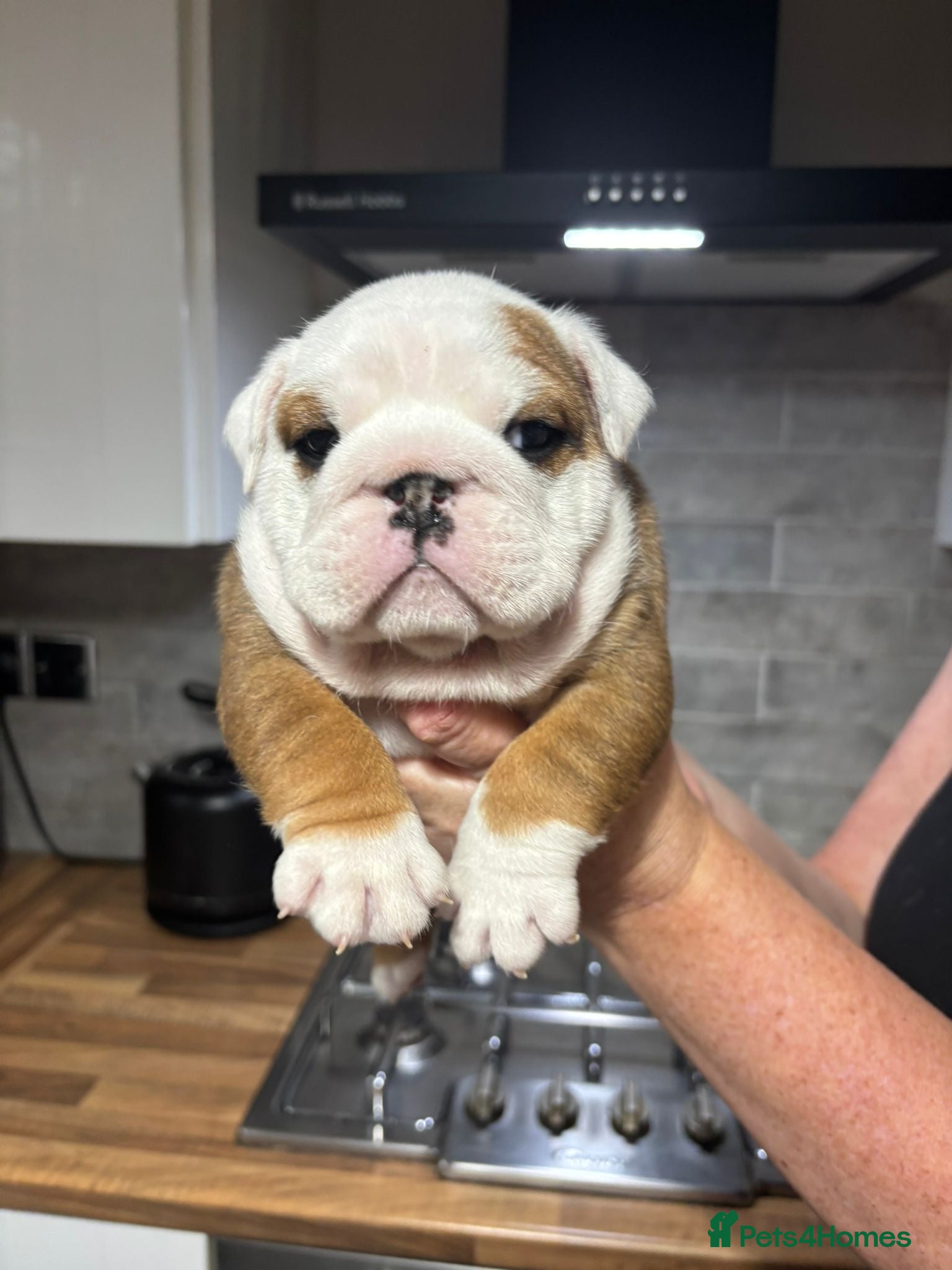 English Bulldog dogs Champion Sired KC Bulldog Puppies - Advert 2