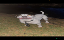Mixed Breed dogs for sale: 9 Month old Cane corso x american bulldog - Image 5