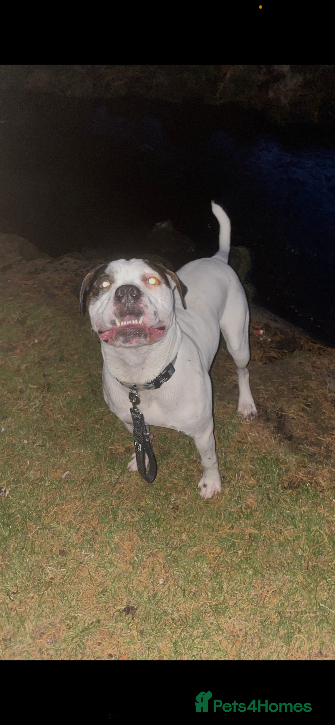 Mixed Breed dogs for sale: 9 Month old Cane corso x american bulldog - Image 5