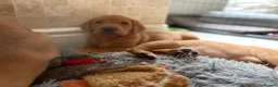 Labrador Retriever dogs for sale: KC Fully Health Tested Labrador Puppies  - Advert 8