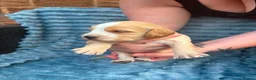 Cockapoo dogs for sale: Cockapoo puppies  in Spennymoor - Advert 13