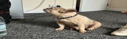 French Bulldog dogs for sale: French Bulldog Puppy - Advert 6