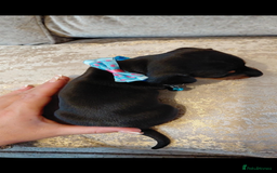 Miniature Dachshund dogs for sale: Ready now miniature dachshunds boy - Image 20