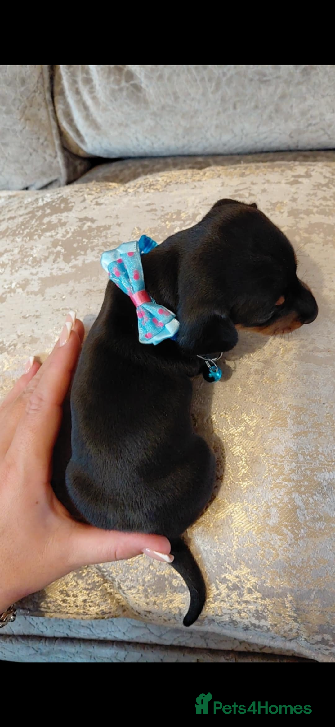 Miniature Dachshund dogs for sale: Ready now miniature dachshunds boy - Image 20
