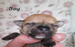 Mixed Breed dogs for sale: Ready to collect  - Advert 29