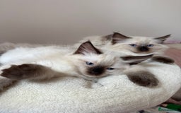 Ragdoll cats for sale: LAST ONE! Adorable Pedigree Ragdoll Kittens 🐾 in Coventry - Image 36