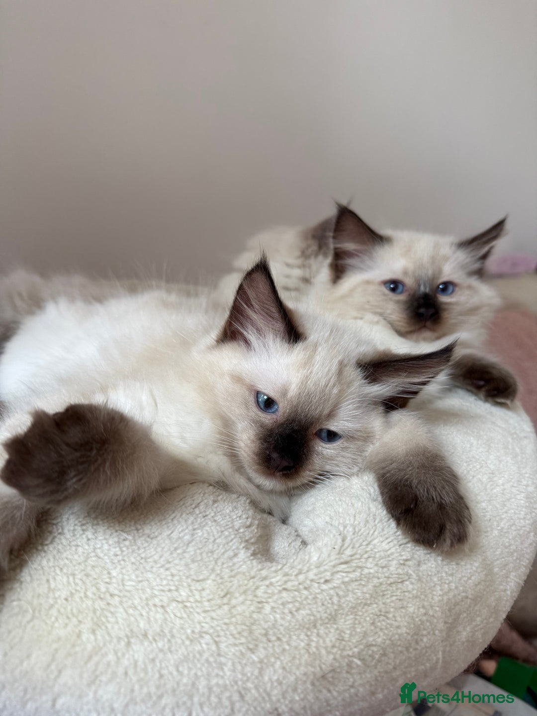 Ragdoll cats for sale: LAST ONE! Adorable Pedigree Ragdoll Kittens 🐾 in Coventry - Image 36