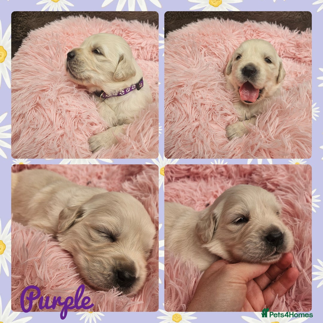Golden Retriever dogs for sale: 9 KC registered, from imported lines puppies  - Image 21