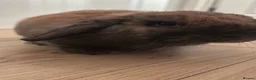Mini Lop rabbits for sale: Lovely Mini Lop Female in Barnet - Advert 5