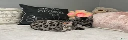 Bengal cats for sale: Charcoal Rosetta Bengal - Advert 2