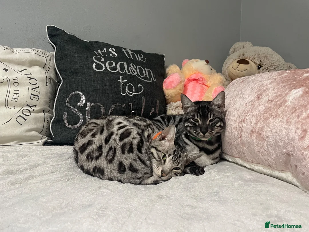 Bengal cats for sale: Charcoal Rosetta Bengal - Advert 2