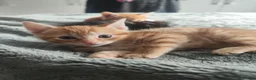 British Shorthair cats for sale: Kittens  - Advert 9
