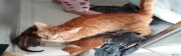 Mixed Breed cats for sale: Gingal kitte s x 5 - Advert 7