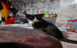 Mixed Breed cats for sale: Male kitten read to go  - Image 5