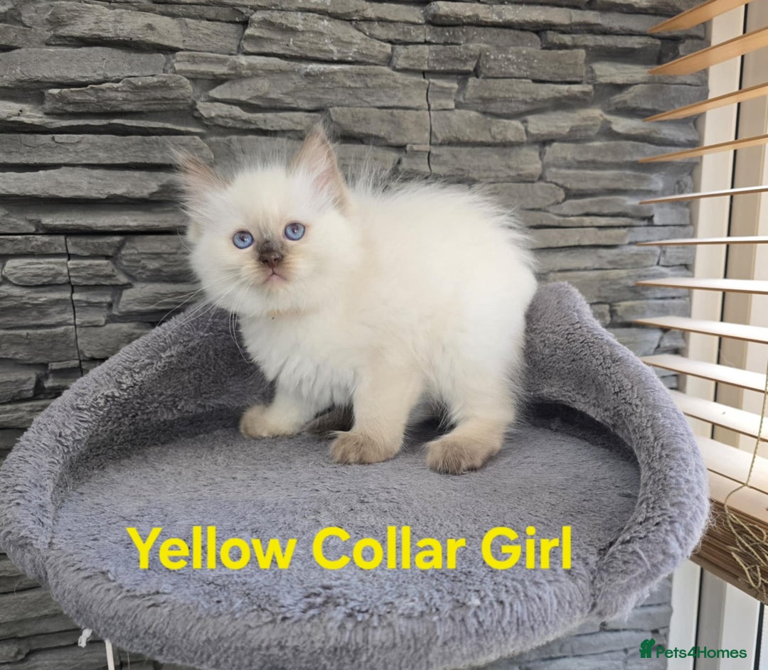 Ragdoll cats for sale: Beautiful ragdoll kittens - Image 37