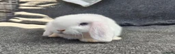 Mini Lop rabbits for sale: Stunning pure mini lop buck  - Advert 1