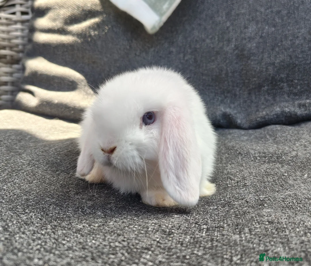 Mini Lop rabbits for sale: Stunning pure mini lop buck  - Advert 1