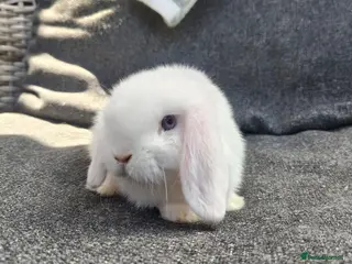 Mini Lop rabbits Stunning pure mini lop buck - Advert 1