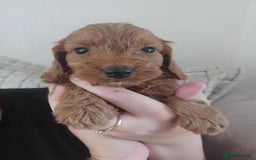 Cockapoo dogs for sale: F1 cockapoo puppies - Image 7