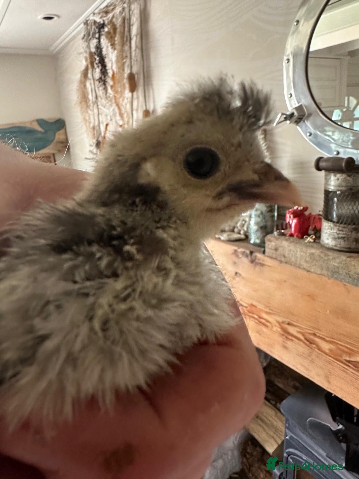 Chickens poultry for sale:  Appenzeller, Pekin, Brakel, Guinea Fowl, Bobwhite in Aberaeron - Advert 9