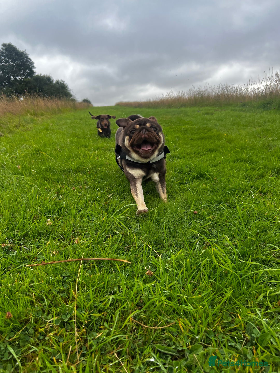 Pug dogs for sale: Kc reg 3 year old chocolate pug  - Advert 2