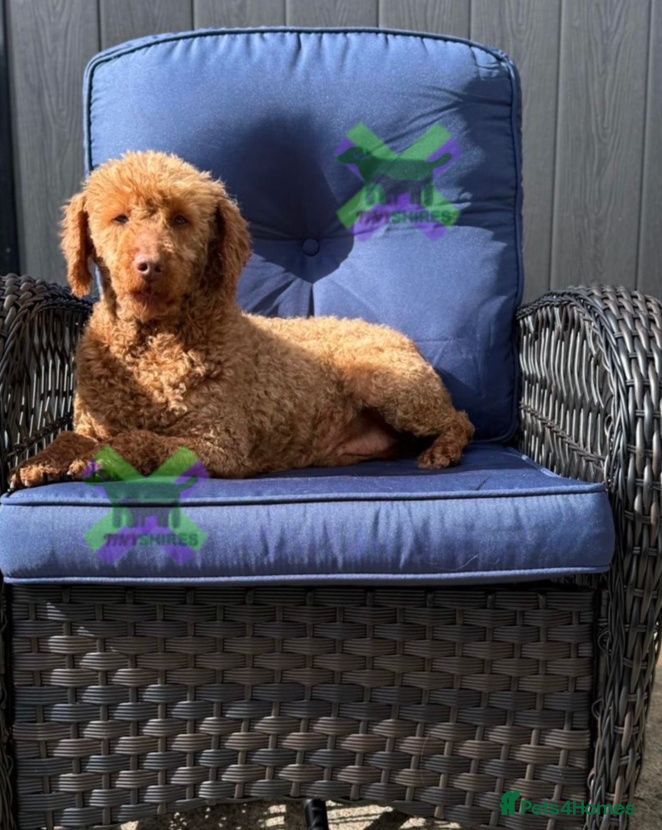 Miniature Poodle dogs Adult mini poodle soft and true gent poodle - Advert 1