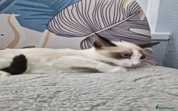 Snowshoe cats for sale: Pedigree snowshoes ready now only two left - Image 6