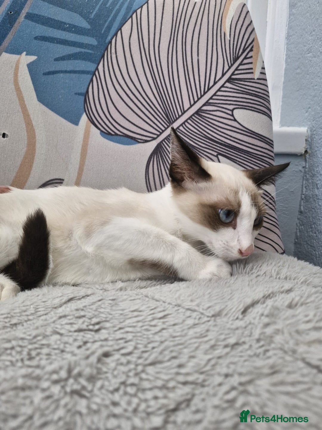 Snowshoe cats for sale: Pedigree snowshoes ready now only two left - Image 6