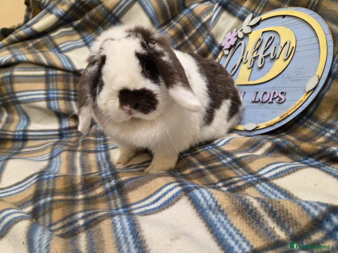 Mini Lion Lop rabbits for sale: Mini lop bunny - Advert 3
