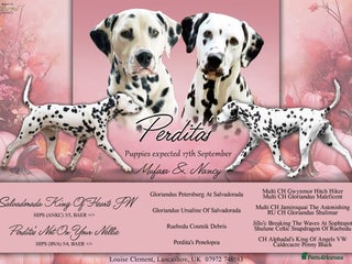 Dalmatian dogs Beautiful KC Registered puppies available now - Advert 7