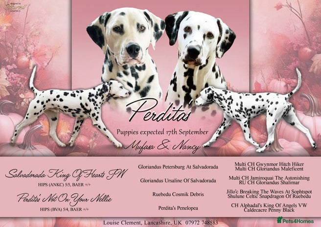 Dalmatian dogs Beautiful KC Registered puppies available now - Advert 1