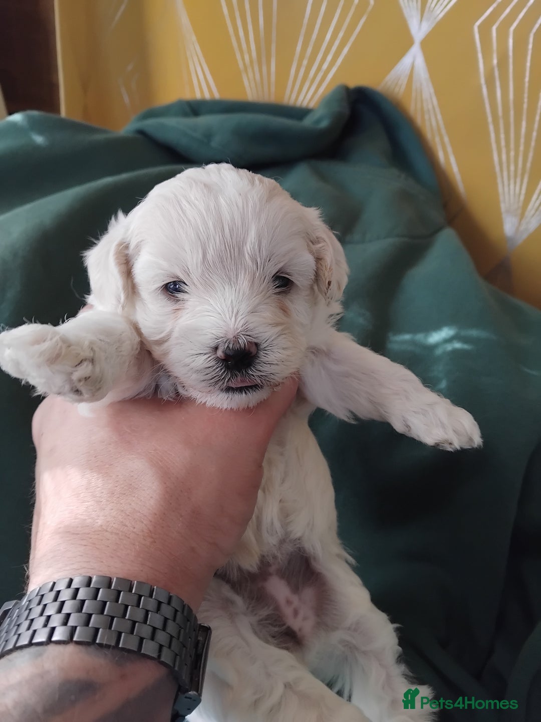 Mixed Breed dogs for sale: Lovely havapoo only 3 boys left READY TO GO - Image 4