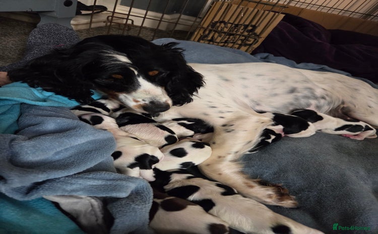 Sprocker dogs - Advert 4