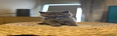British Shorthair Kitten 6 Blue 