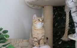 Scottish Fold cats for sale: Ready TICA reg stunning kittens available  - Image 6