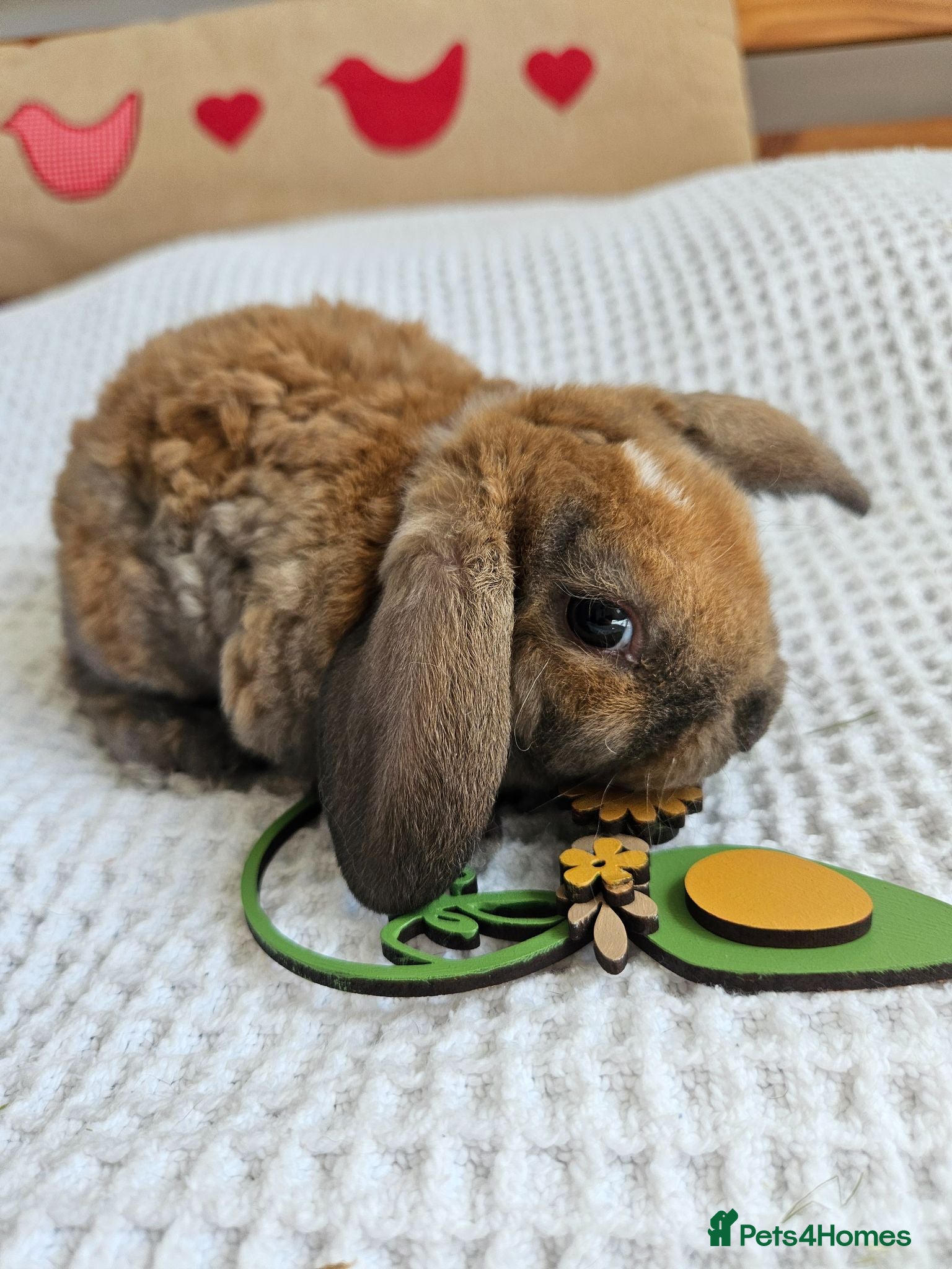 Mini Lop rabbits Mini Plush Lops - Rainbow Litter Suffolk - Advert 2