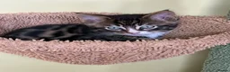 Maine Coon cats for sale: Champion XL Russian Maine coon X GCCF bengal - Advert 15