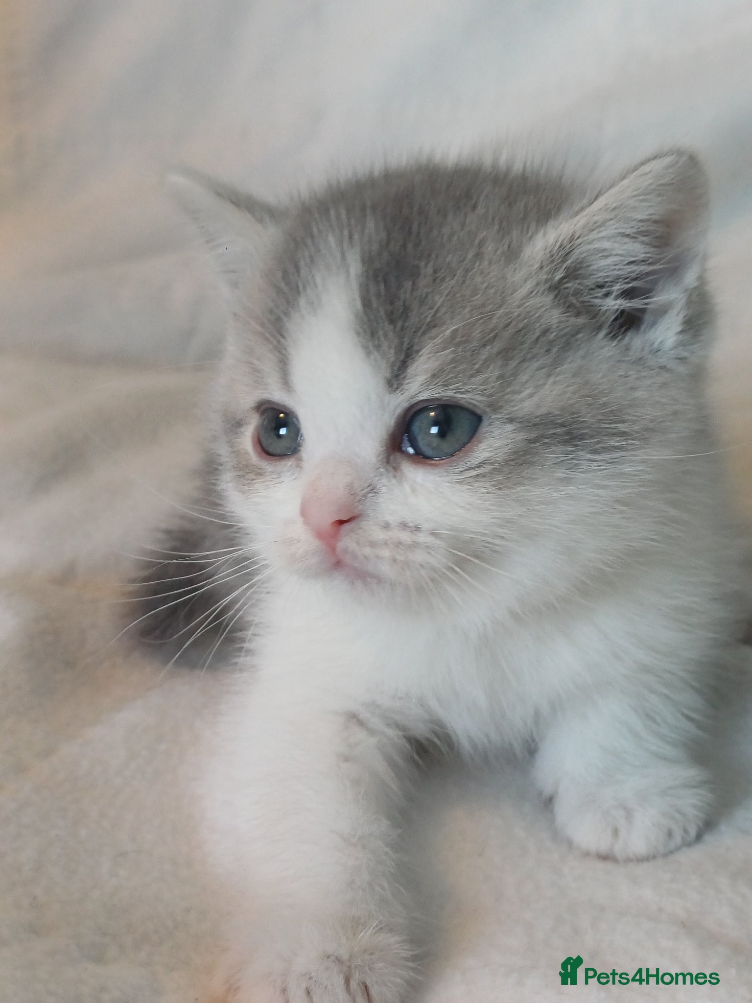 British Shorthair cats for sale: Gorgeous Brittish Shorthair 🐱 - Advert 7