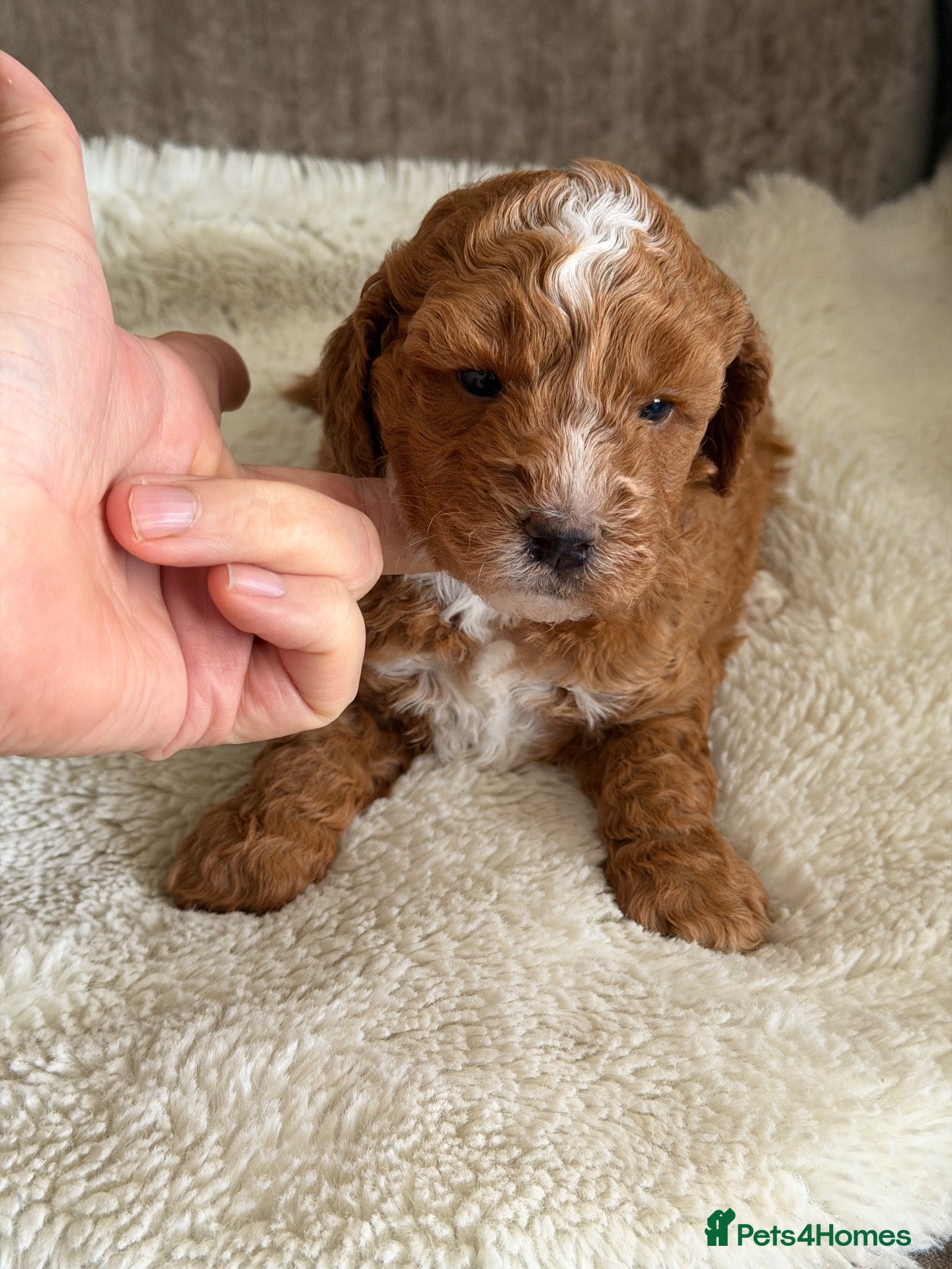 Australian Labradoodle dogs Miniature Australian doodle puppies - Advert 2