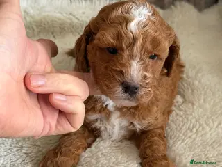 Australian Labradoodle dogs Miniature Australian doodle puppies - Advert 2
