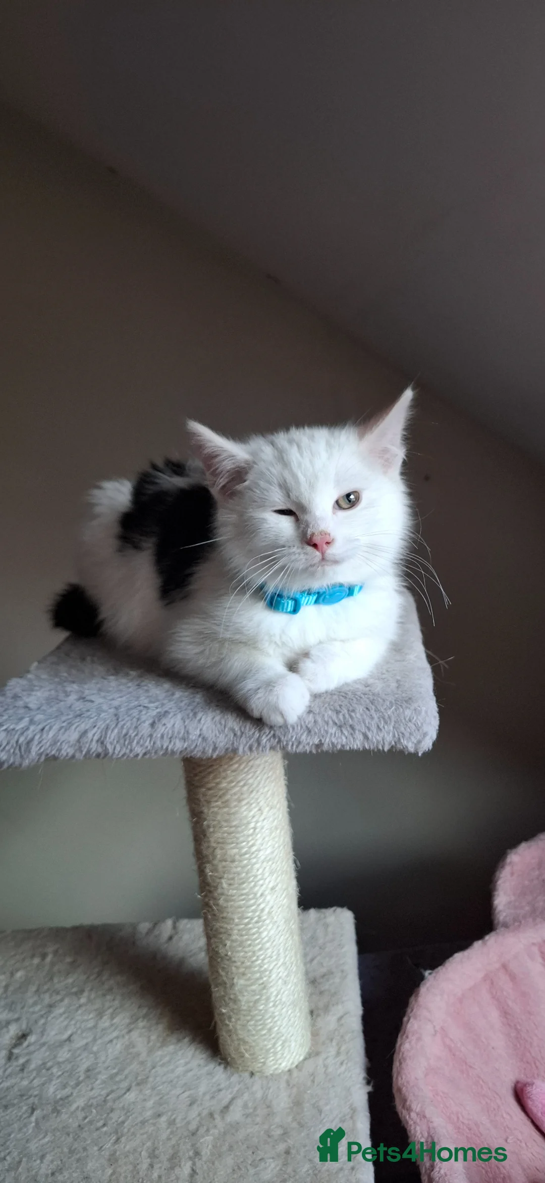 Turkish Angora cats for sale: Turkish angora  - Advert 2