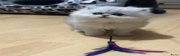 Persian cats for sale: Stunning Persian chinchilla kittens  - Advert 5