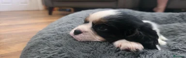 Georgie