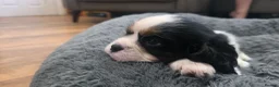 Cavalier King Charles Spaniel dogs for sale: 2 Beautiful health tested CKC Spaniels available - Advert 10